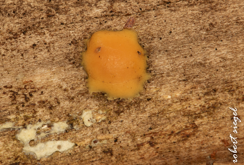 purissima state park